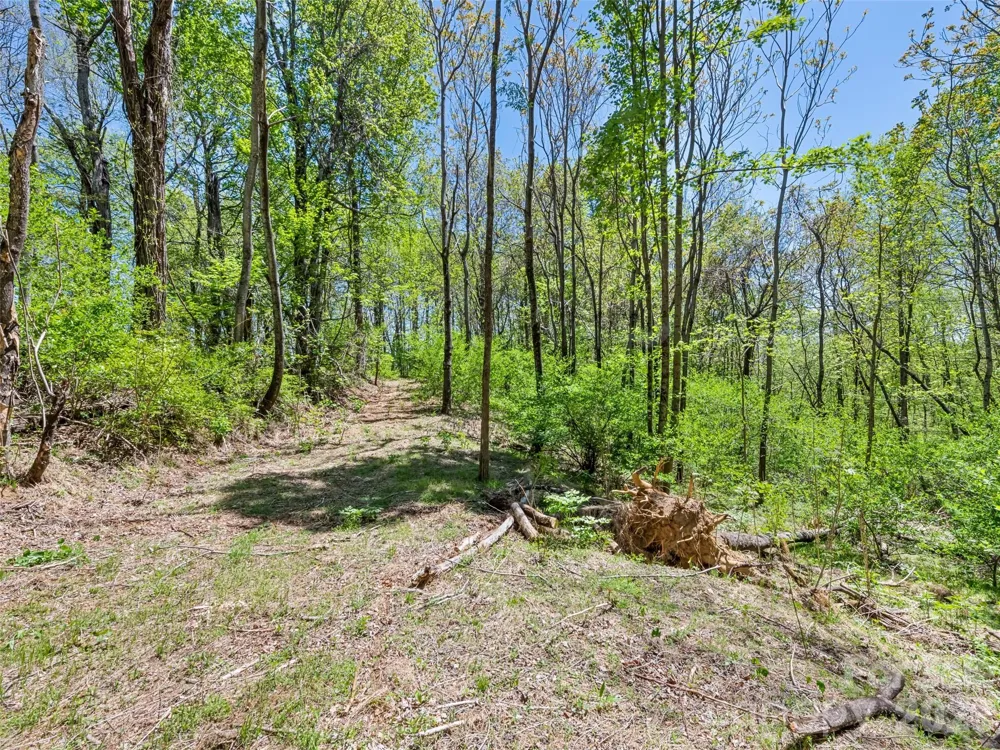 1372 Sand Branch Road Black Mountain, NC 28711