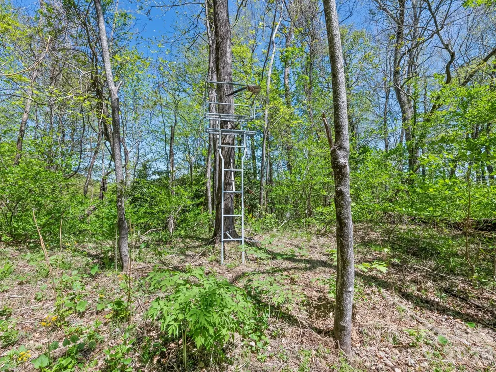 1372 Sand Branch Road Black Mountain, NC 28711