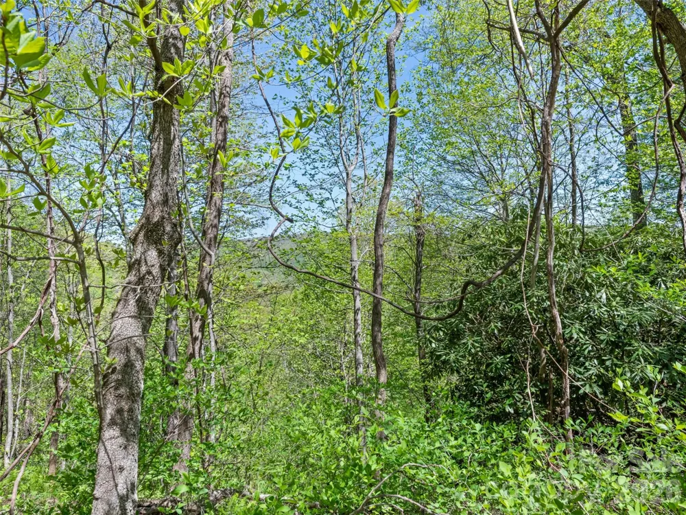 1372 Sand Branch Road Black Mountain, NC 28711