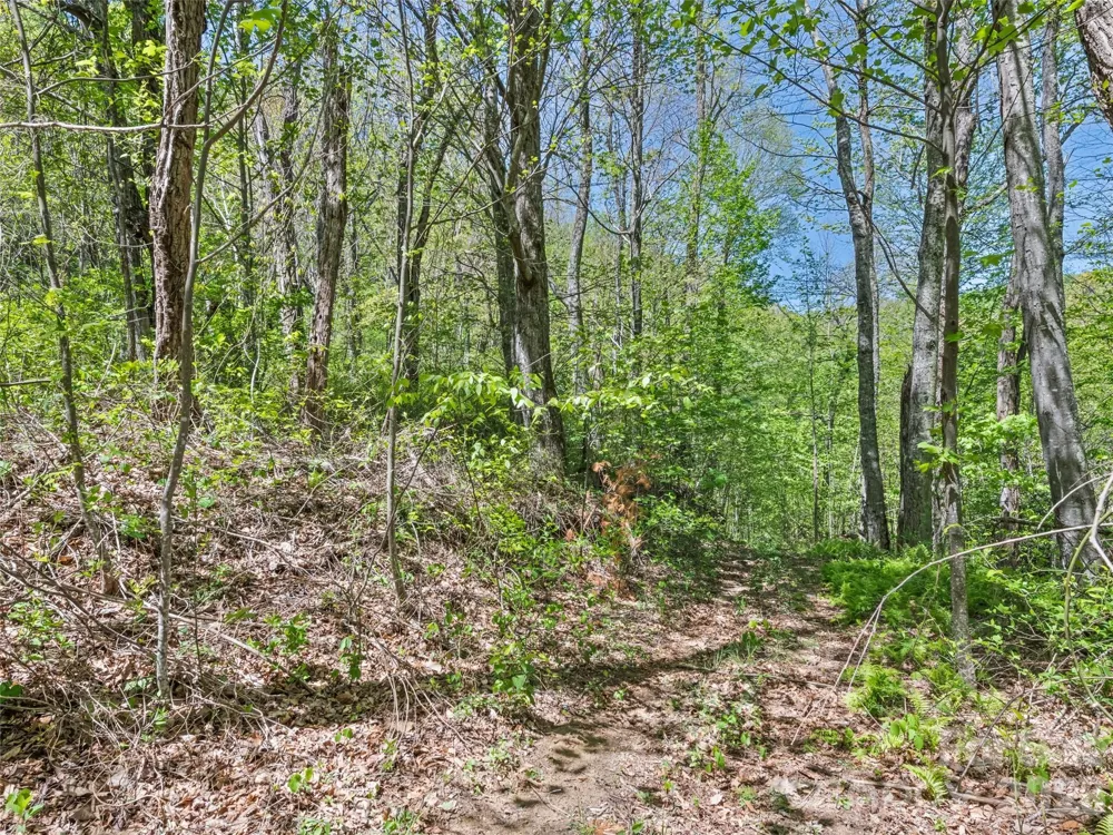 1372 Sand Branch Road Black Mountain, NC 28711