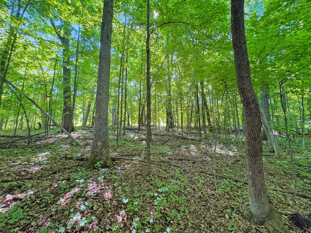TBD 85th Street Frederic, WI 54837