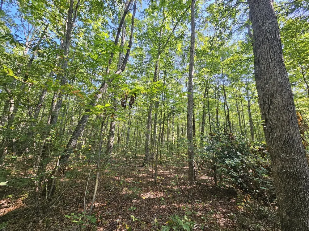 108 Sr Gruetli Laager, TN 37339