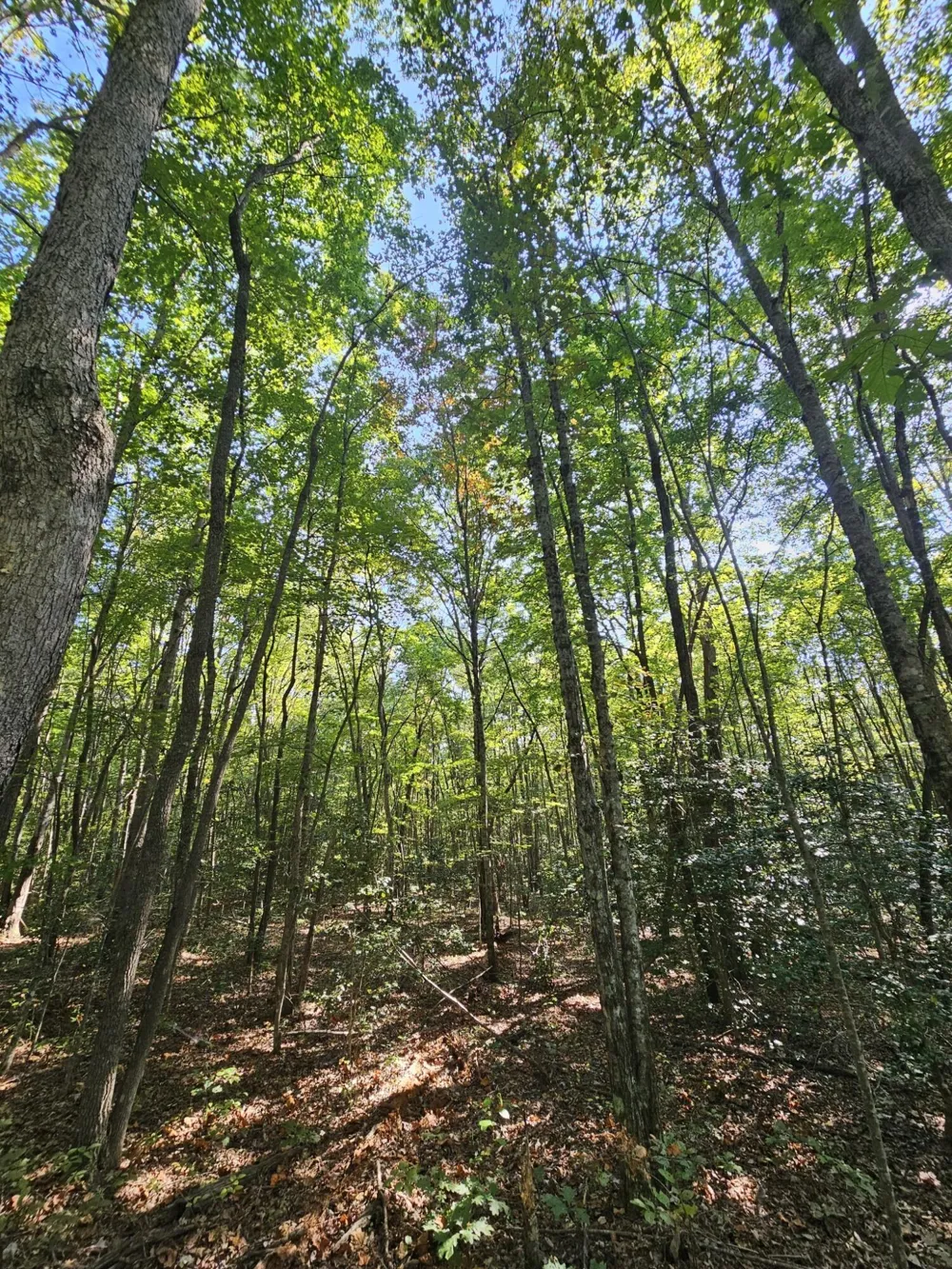 108 Sr Gruetli Laager, TN 37339