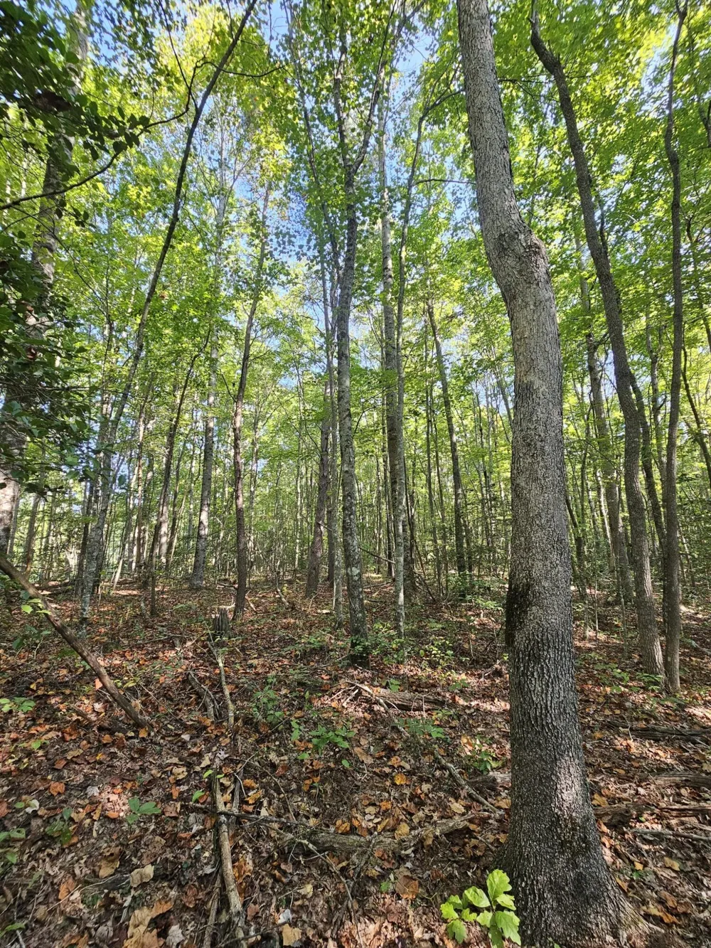 108 Sr Gruetli Laager, TN 37339