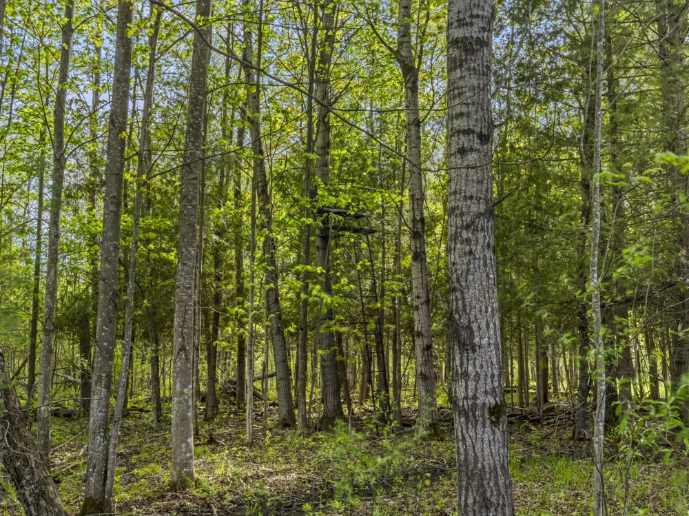 Dzuibanek Road Thompsonville, MI 49683