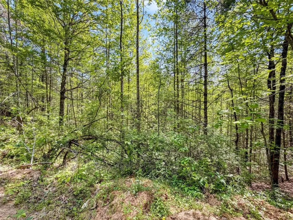 80 ACR Valley Lake Road Mineral Bluff, GA 30559