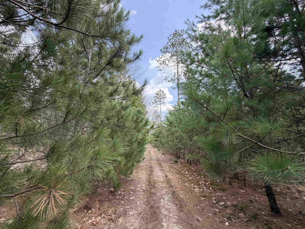 Hoosier Valley Road Blair Township, MI 49685