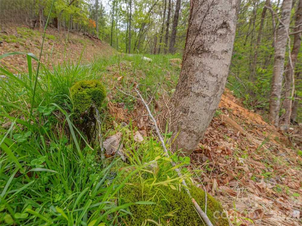 000 Caney Fork Road Cullowhee, NC 28723