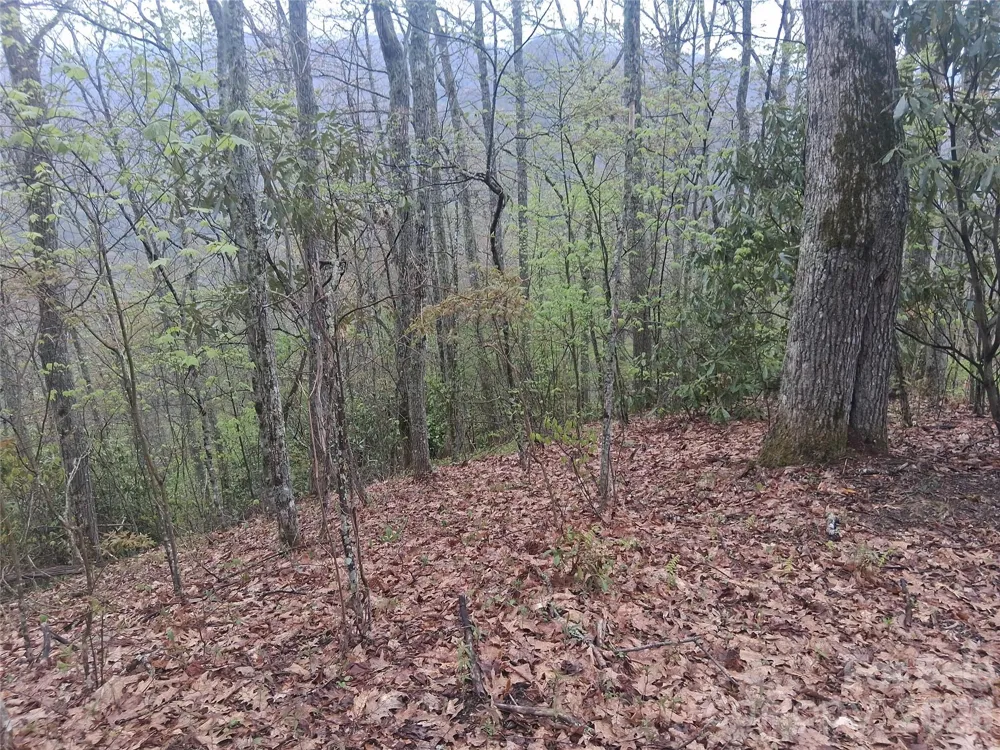 0000 Bear Creek Road Maggie Valley, NC 28721