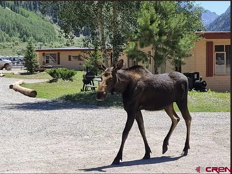664 Greene Silverton, CO 81433