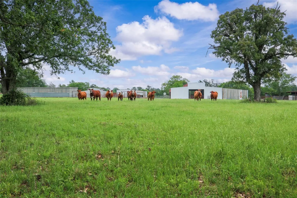 128 Duke Road Bedias, TX 77831