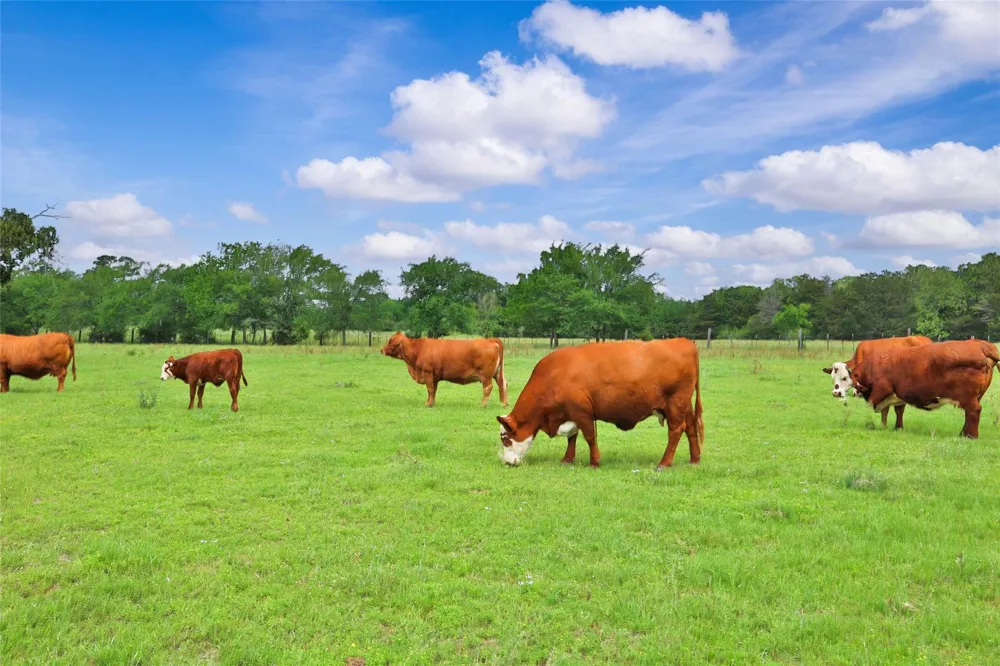 128 Duke Road Bedias, TX 77831