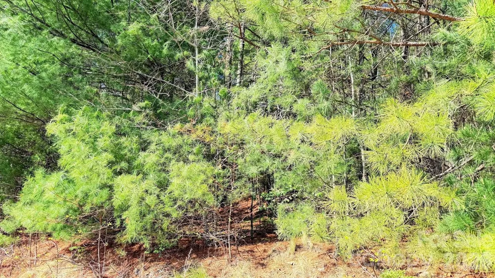 000 Jeter Mountain Road Hendersonville, NC 28739