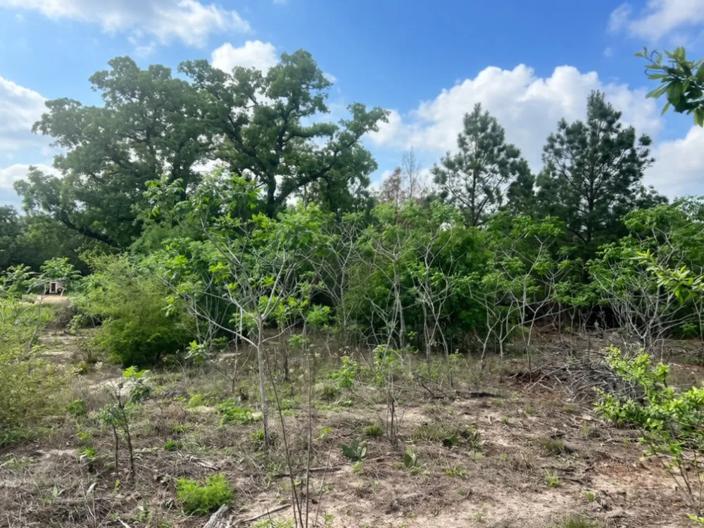 Ponderosa Loop Paige, TX 78602