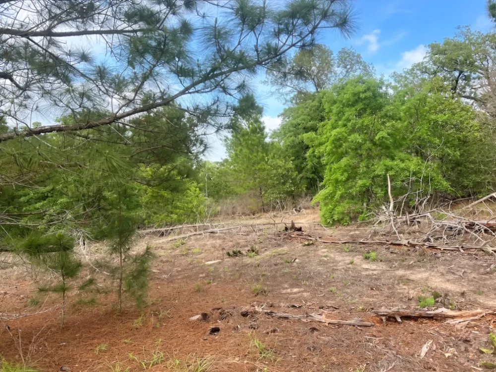 Ponderosa Loop Paige, TX 78602