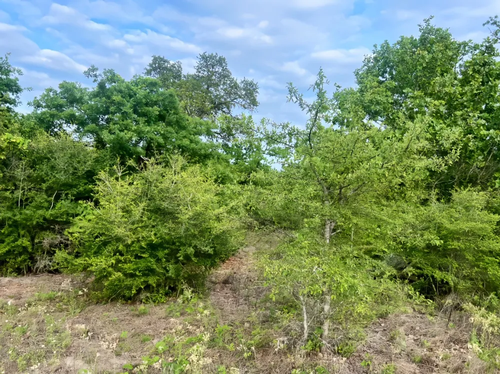 Ponderosa Loop Paige, TX 78602