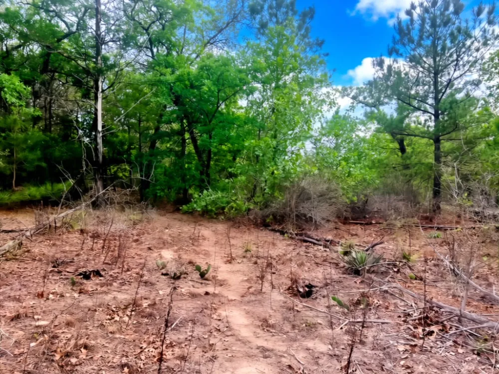 Ponderosa Loop Paige, TX 78602