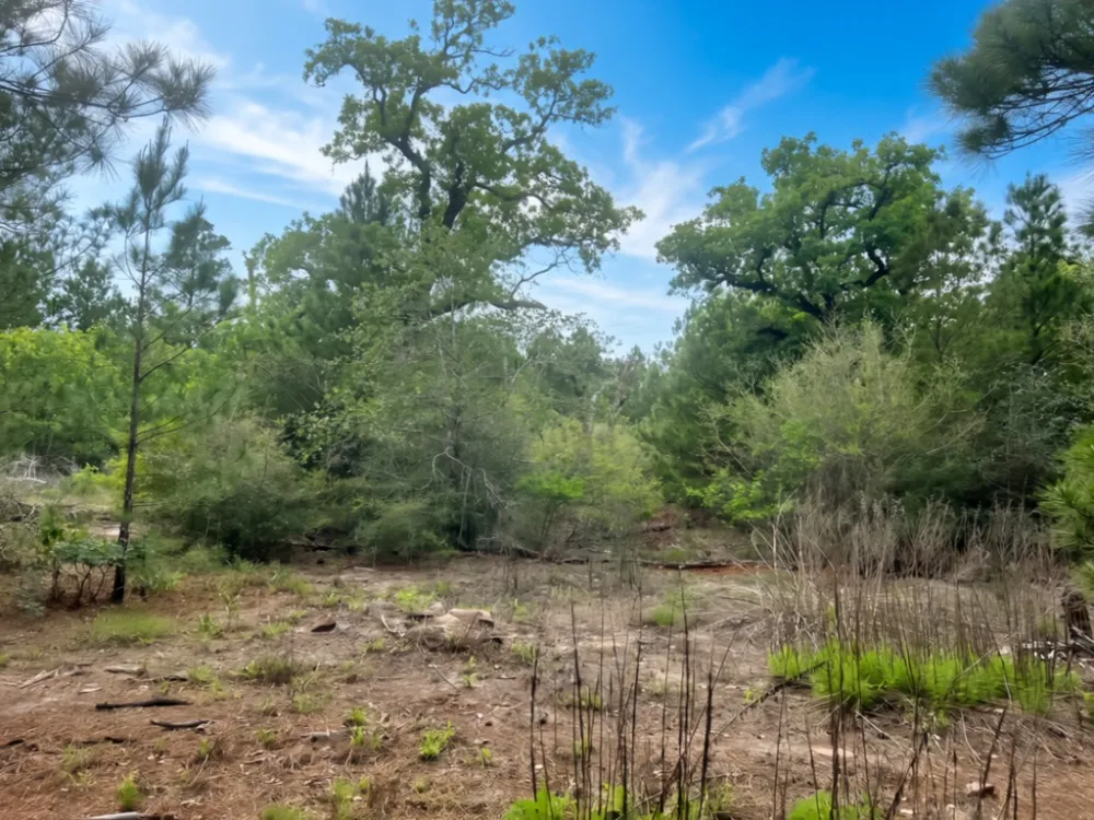 Ponderosa Loop Paige, TX 78602