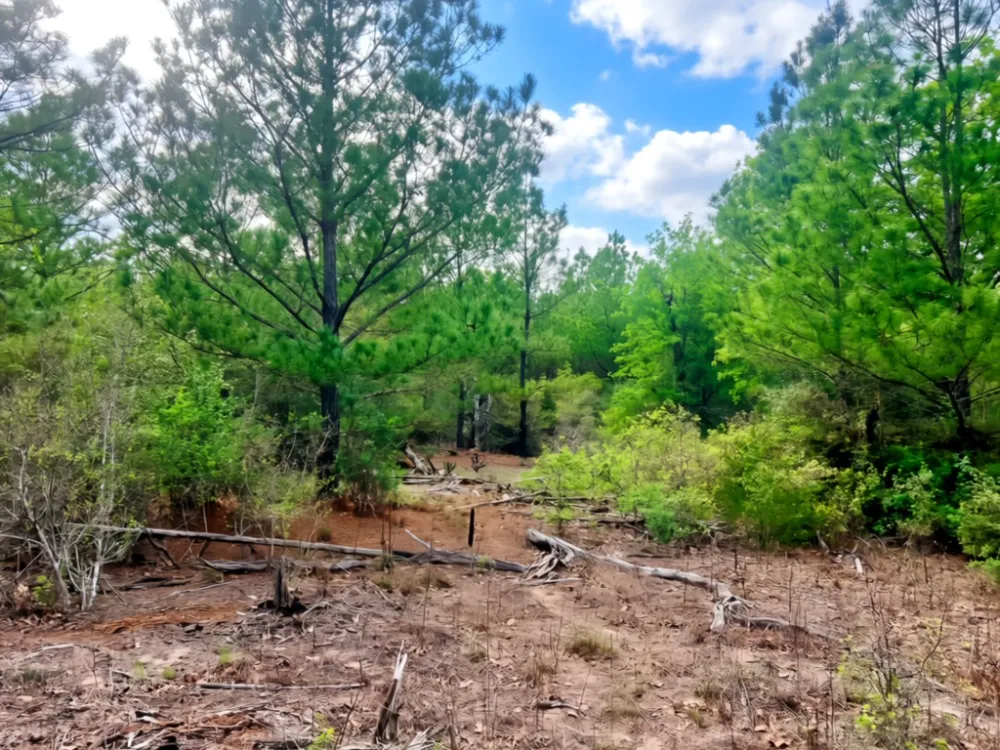 Ponderosa Loop Paige, TX 78602