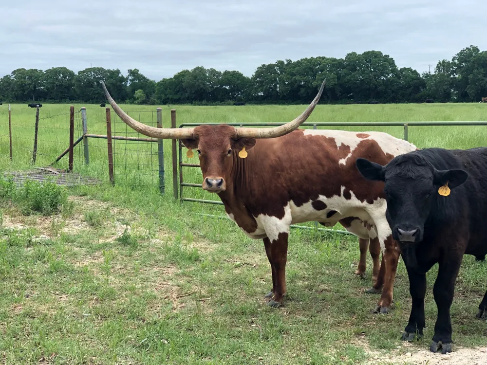 12601 Sue Lane Godley, TX 76044