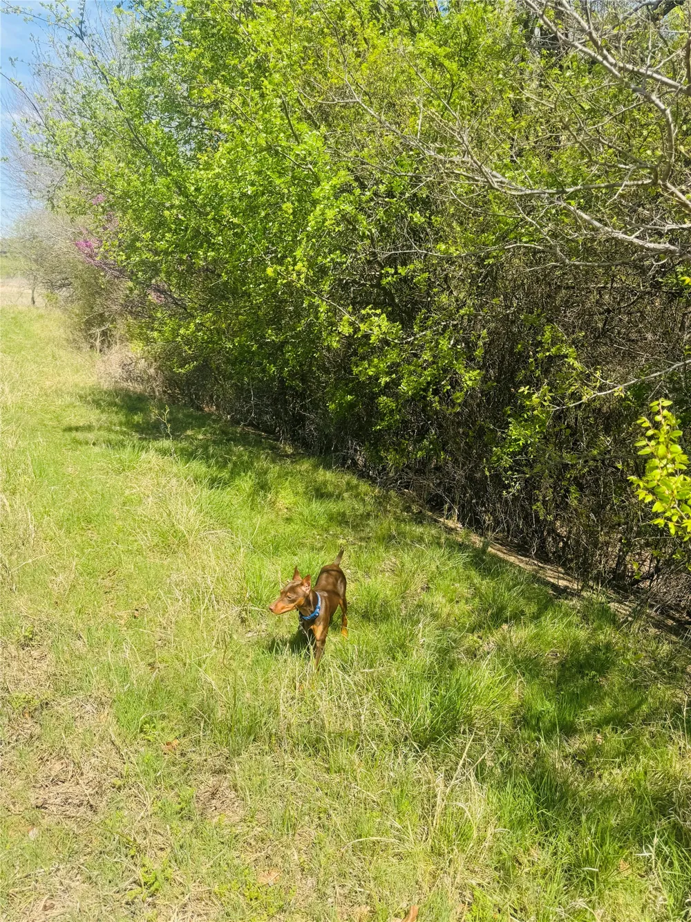 Georgia Pass Desdemona, TX 76445