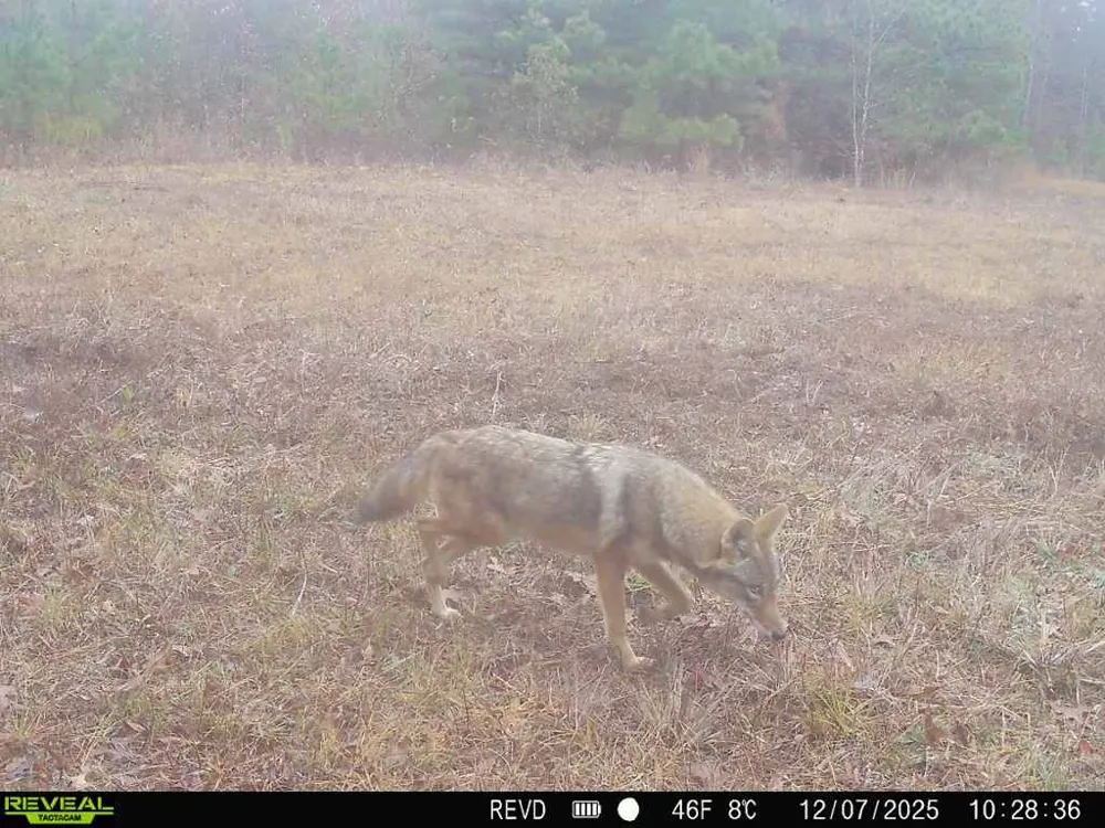 11750 FM 1159 Clarksville, TX 75426