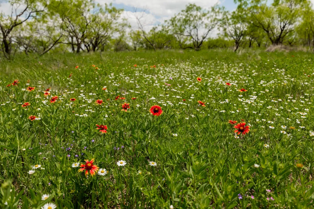 817 County Road 130 Ballinger, TX 76882