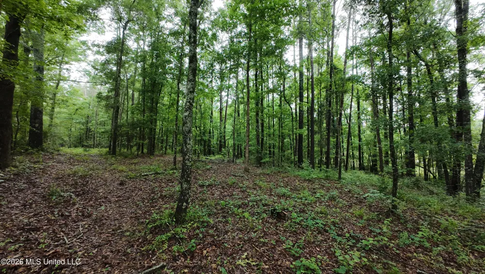 6936 Hillsboro-ludlow Road Forest, MS 39074
