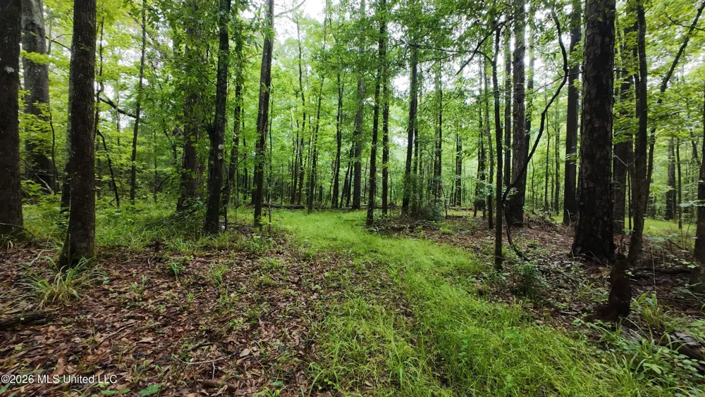 6936 Hillsboro-ludlow Road Forest, MS 39074