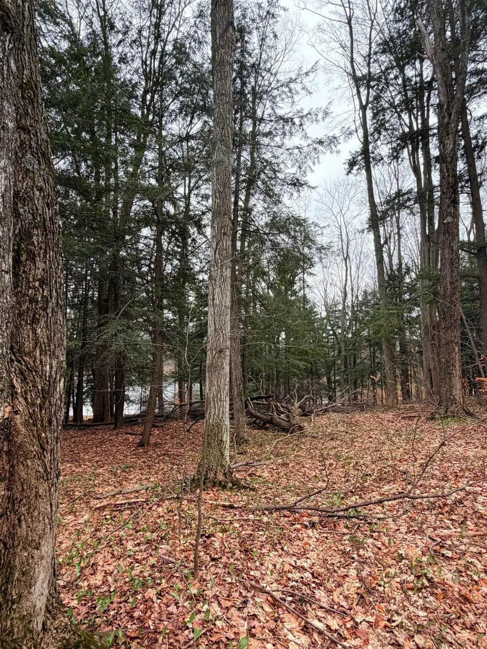 3 Woodland Trail Almira Township, MI 49684