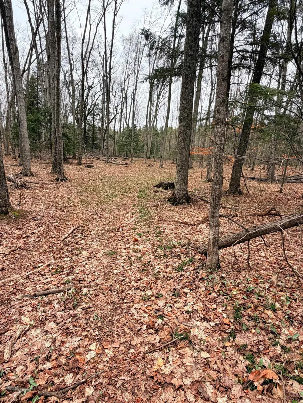 3 Woodland Trail Almira Township, MI 49684