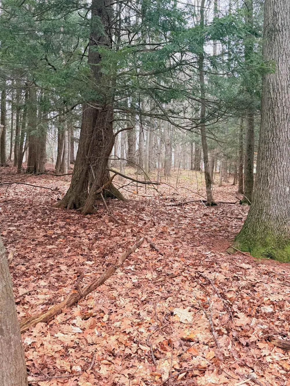 3 Woodland Trail Almira Township, MI 49684