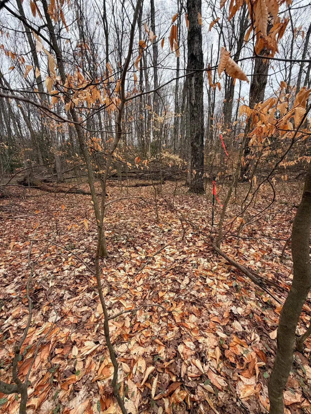 3 Woodland Trail Almira Township, MI 49684