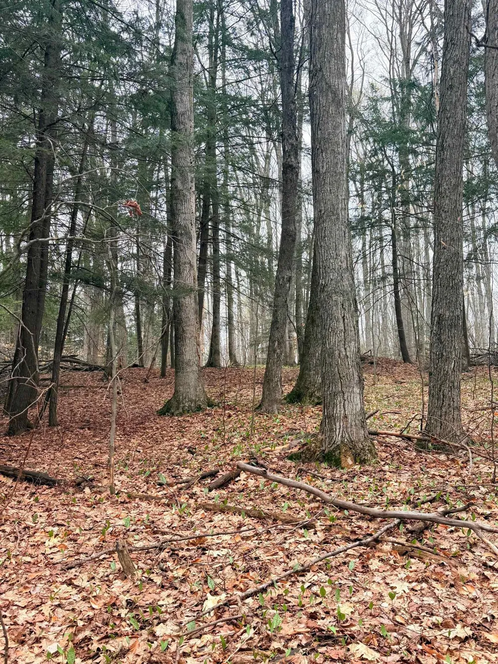 3 Woodland Trail Almira Township, MI 49684