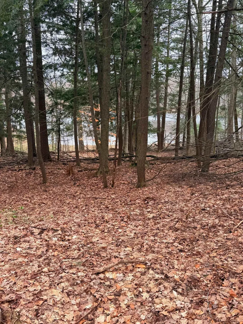 3 Woodland Trail Almira Township, MI 49684