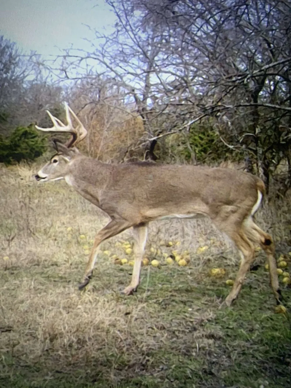 999 CR3805 Bailey, TX 75413