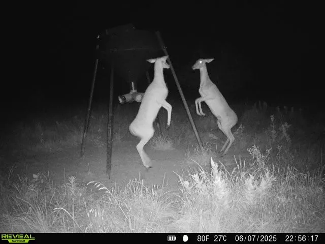 999 CR3805 Bailey, TX 75413