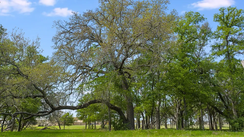 3680 County Road 245 Florence, TX 76527