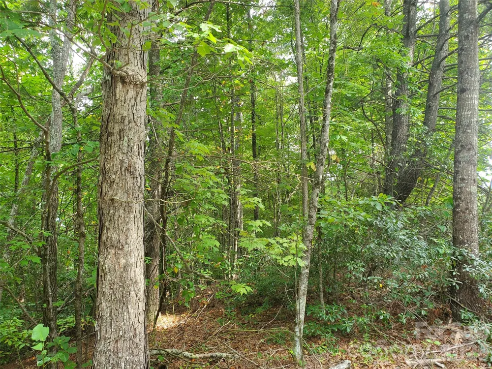 3024 Pearson Mountain Road Boomer, NC 28606