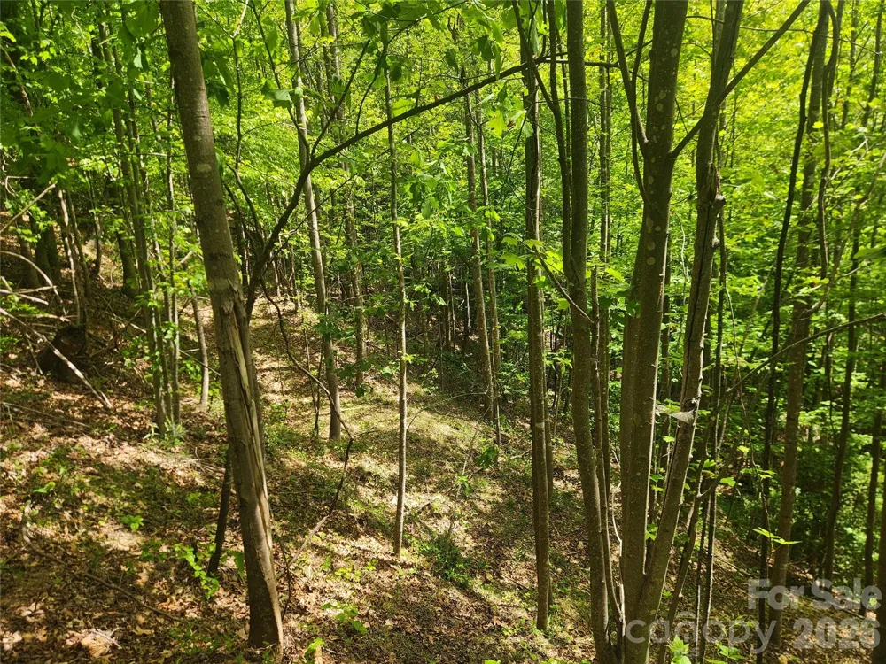 3024 Pearson Mountain Road Boomer, NC 28606
