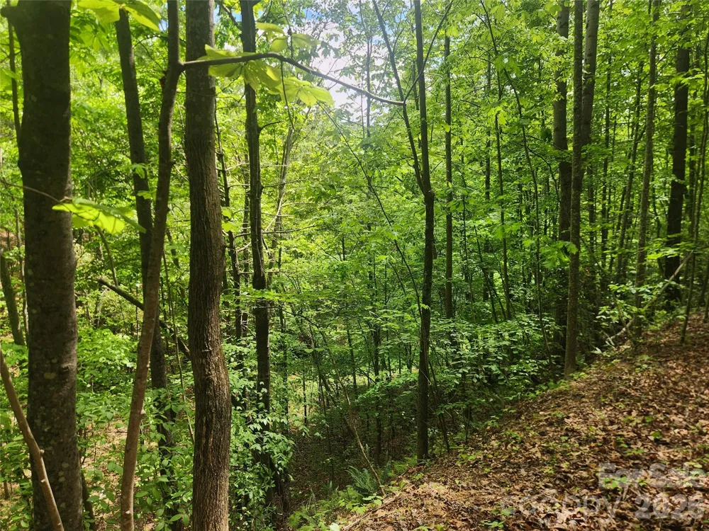 3024 Pearson Mountain Road Boomer, NC 28606