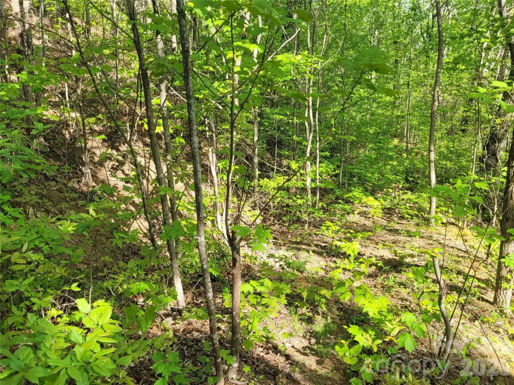 99999 Wolverine Court #53 Waynesville, NC 28785