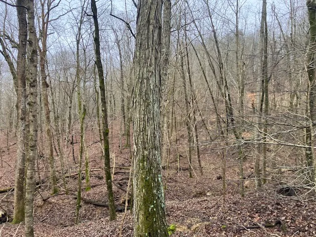 0 Talley Top Trl Huntland, TN 37345