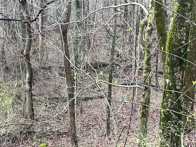 0 Talley Top Trl Huntland, TN 37345