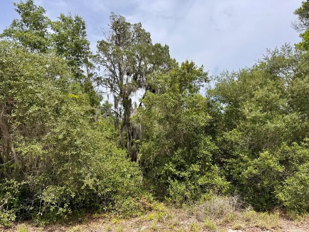 8365 NE 306TH COURT Salt Springs, FL 32134