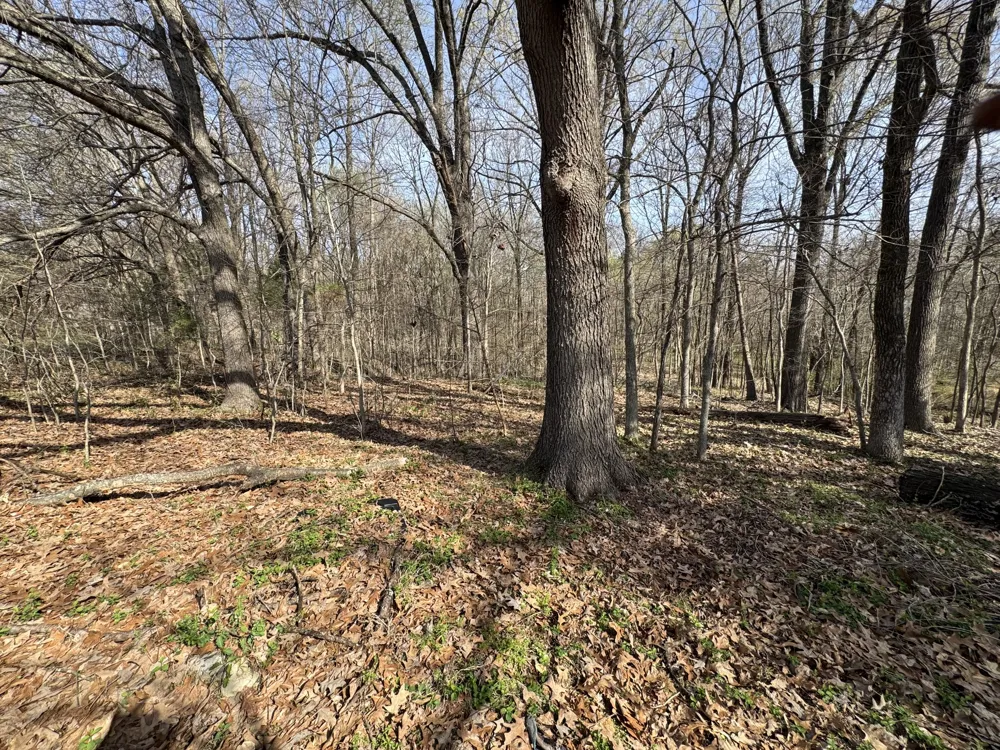 6080 Durhamville Rd Ripley, TN 38063