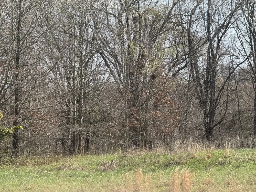 6080 Durhamville Rd Ripley, TN 38063
