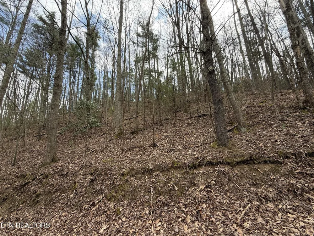 401 Reece Hollow Rd Del Rio, TN 37727