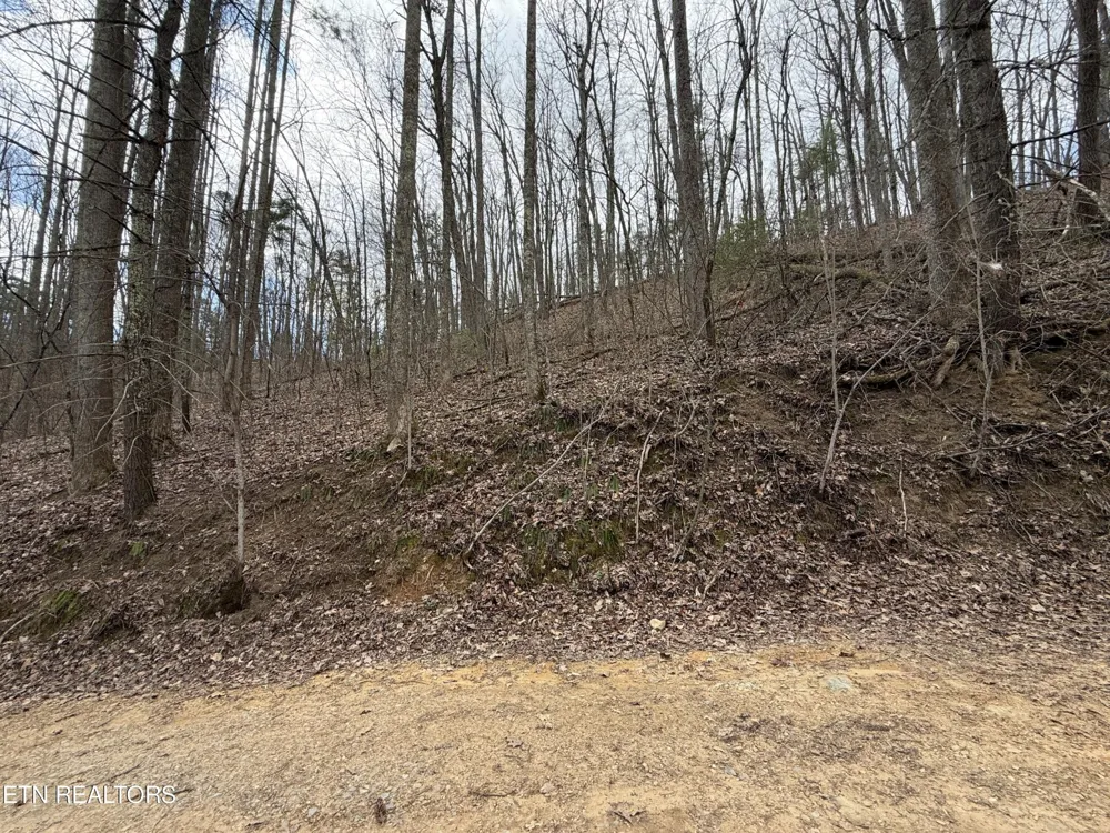 401 Reece Hollow Rd Del Rio, TN 37727