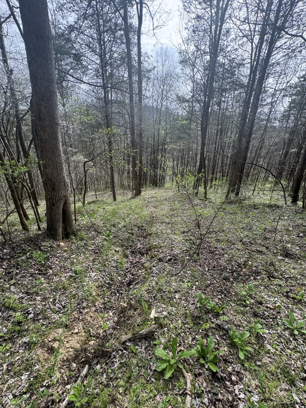 0 McBroom Branch Rd Baxter, TN 38544